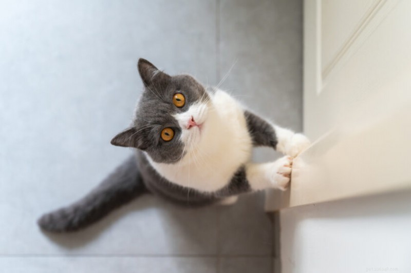 Top 10 Fluffy Cat Breeds for Cuddling Comfort