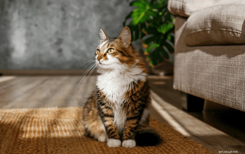 Top 10 Fluffy Cat Breeds for Cuddling Comfort