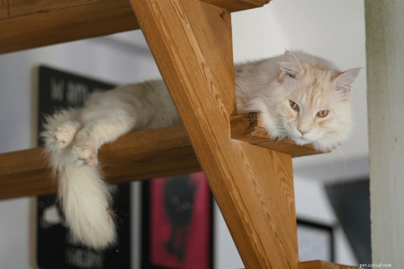 17 Cat Breeds That Make Great Companions for Dogs