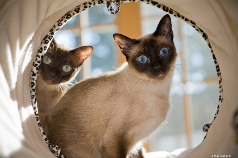 17 Cat Breeds That Make Great Companions for Dogs