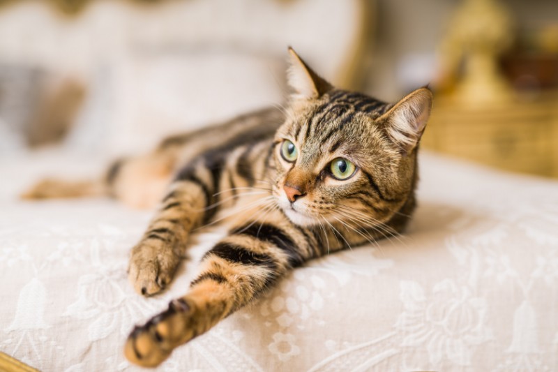 17 Cat Breeds That Make Great Companions for Dogs