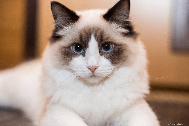 17 Cat Breeds That Make Great Companions for Dogs