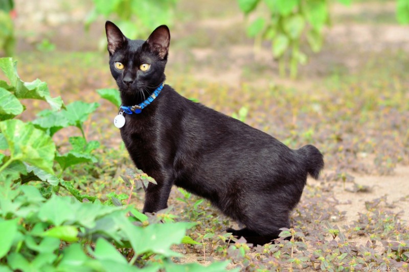 17 Cat Breeds That Make Great Companions for Dogs