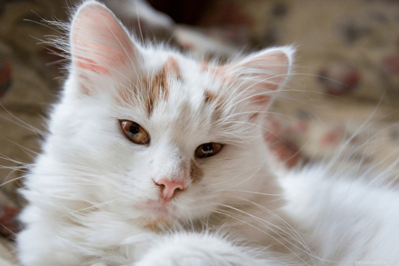 17 Cat Breeds That Make Great Companions for Dogs