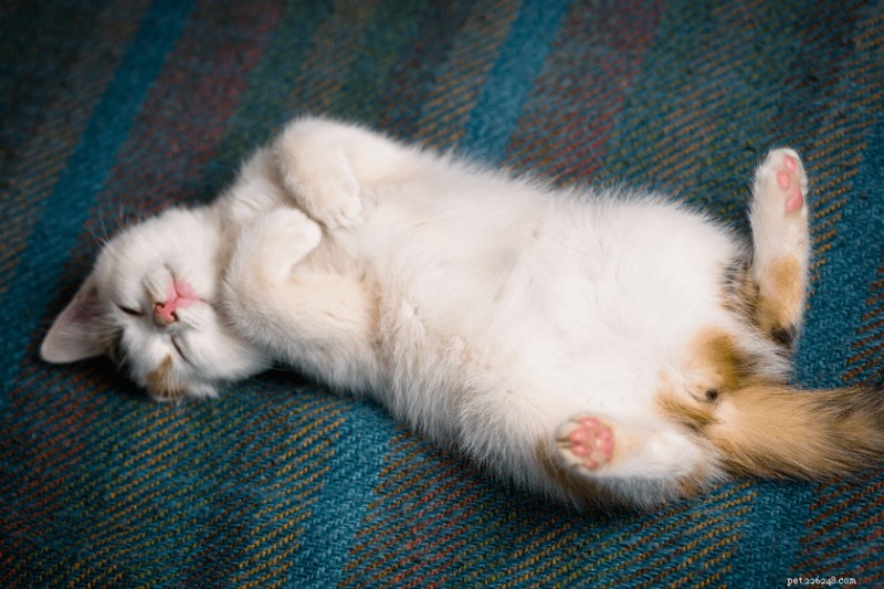 Why Your Cat’s Belly Is Sagging: The Real Causes Explained
