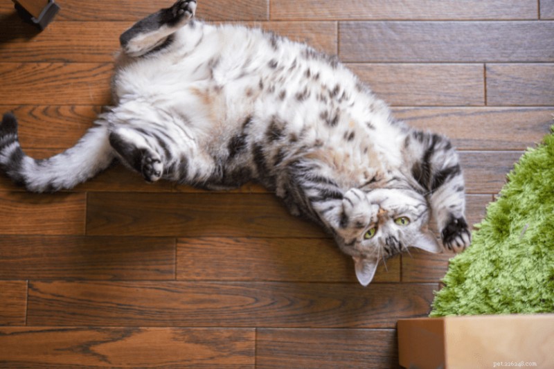 Why Your Cat’s Belly Is Sagging: The Real Causes Explained