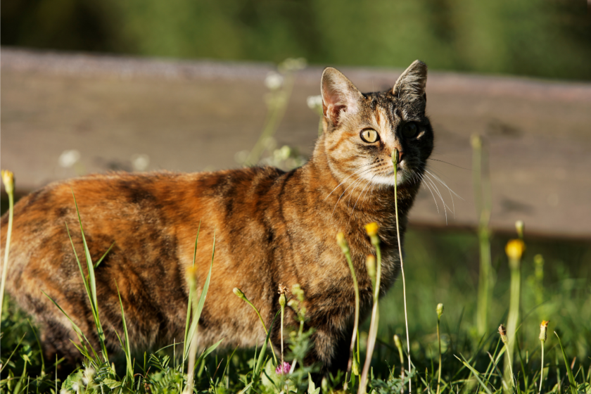 10 Cat Breeds With Independent Temperaments: Why They May Avoid Petting