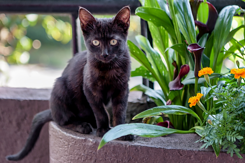 10 Cat Breeds With Independent Temperaments: Why They May Avoid Petting