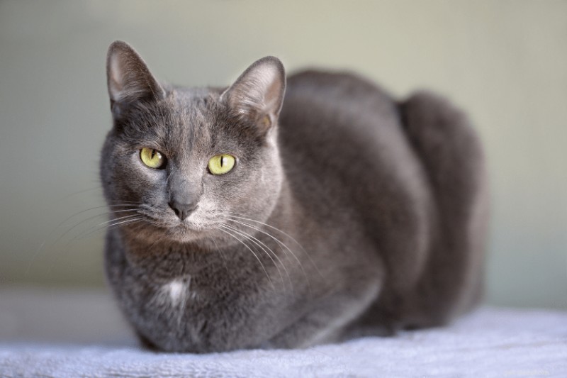 10 Cat Breeds With Independent Temperaments: Why They May Avoid Petting