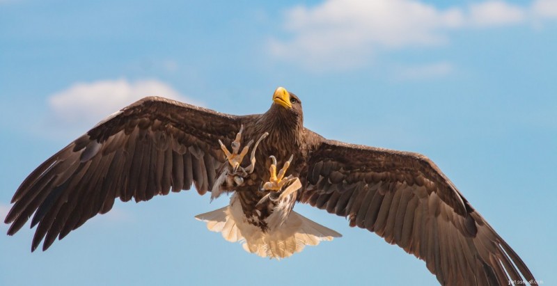 Scotland Farmer Blames Large Eagles for Missing Ponies