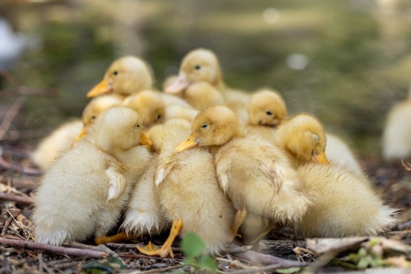 10 Fascinating Facts About Ducks That Will Surprise You