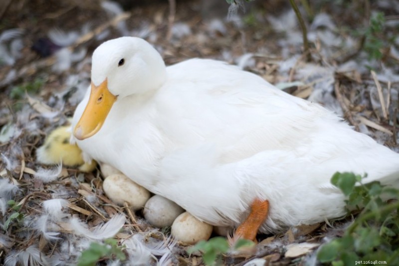 10 Fascinating Facts About Ducks That Will Surprise You