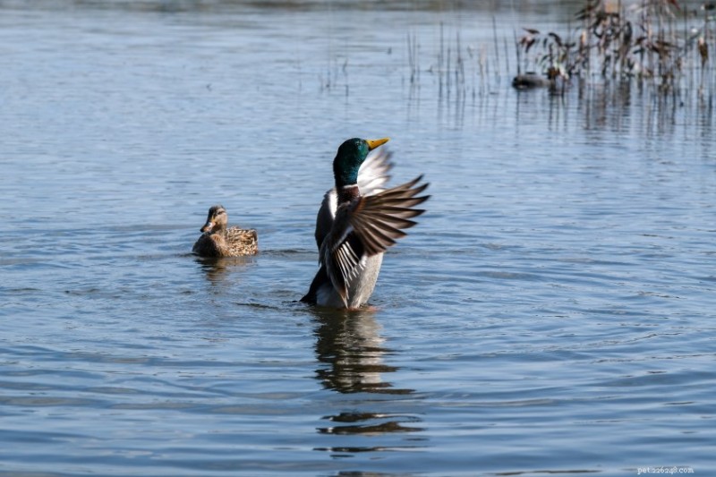 10 Fascinating Facts About Ducks That Will Surprise You