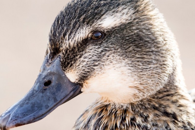10 Fascinating Facts About Ducks That Will Surprise You