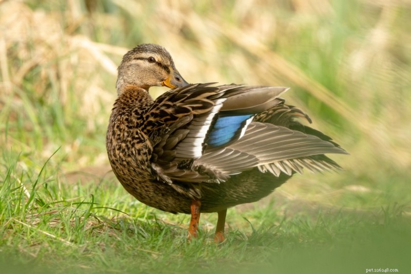 10 Fascinating Facts About Ducks That Will Surprise You