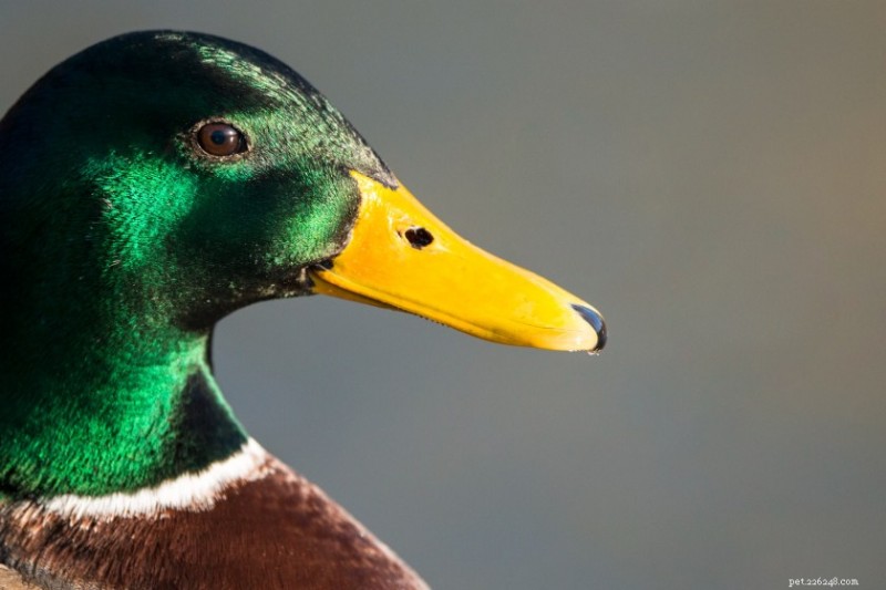 10 Fascinating Facts About Ducks That Will Surprise You