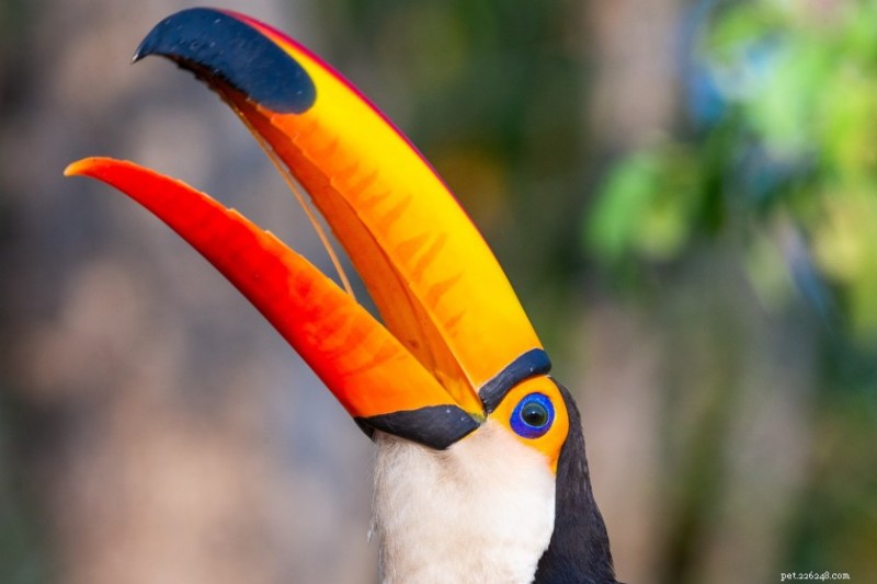 12 Captivating Toucan Facts That Explain Why They’re the World’s Most Fascinating Birds