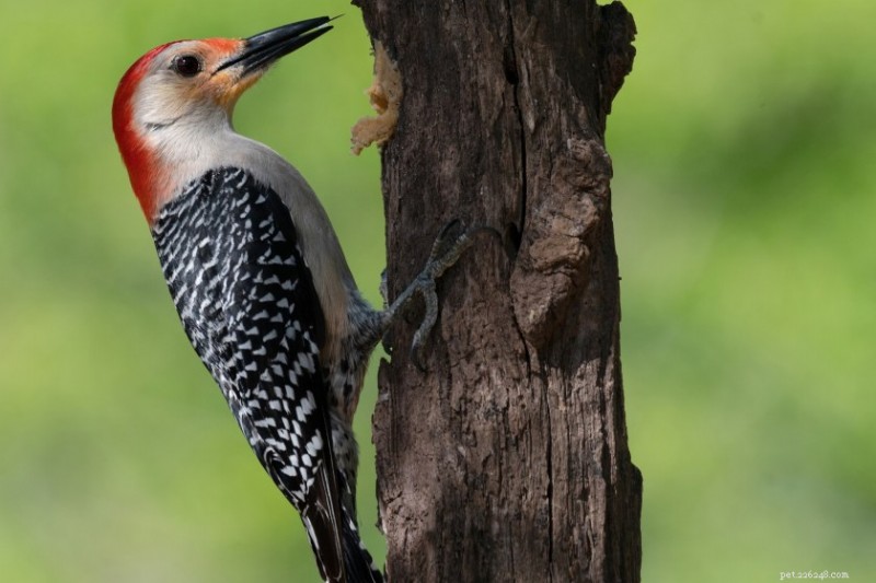 12 Captivating Toucan Facts That Explain Why They’re the World’s Most Fascinating Birds