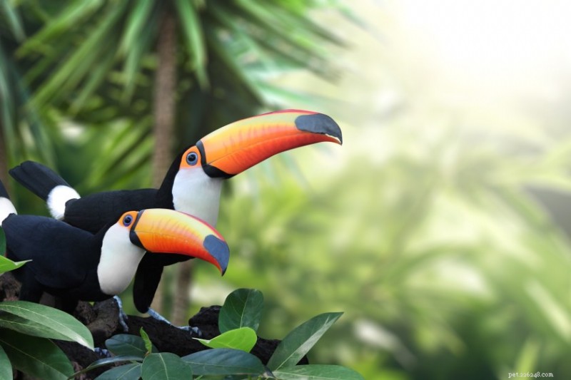 12 Captivating Toucan Facts That Explain Why They’re the World’s Most Fascinating Birds