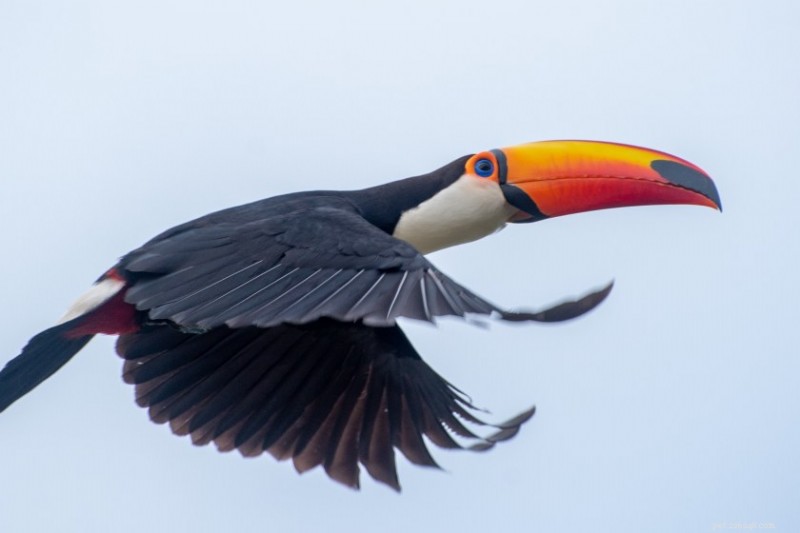 12 Captivating Toucan Facts That Explain Why They’re the World’s Most Fascinating Birds