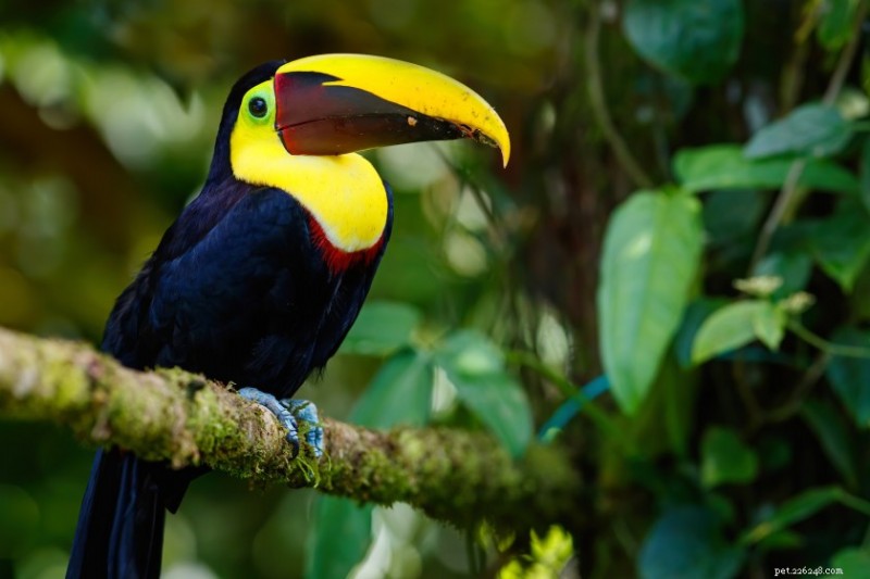 12 Captivating Toucan Facts That Explain Why They’re the World’s Most Fascinating Birds