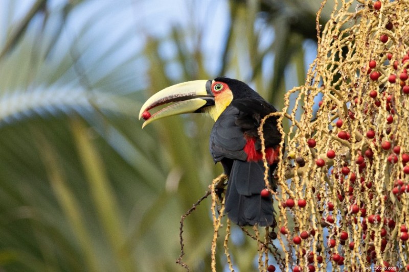 12 Captivating Toucan Facts That Explain Why They’re the World’s Most Fascinating Birds