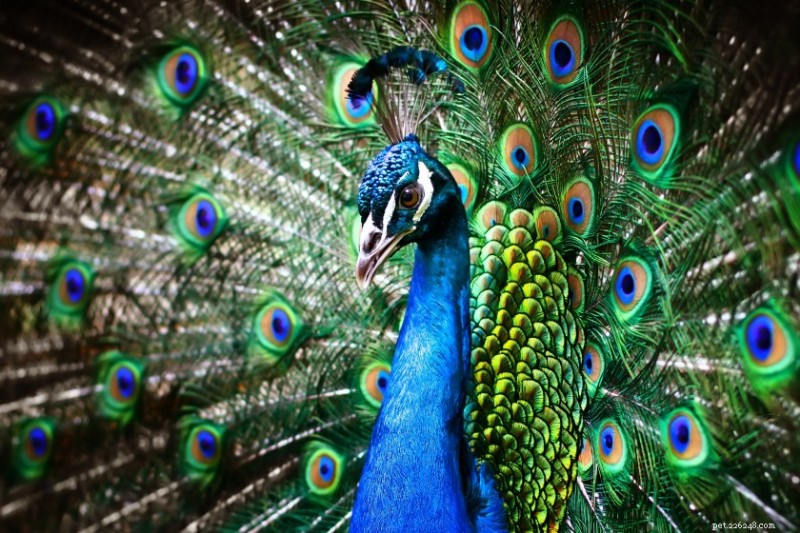 Peacock Power: 10 Astonishing Facts About the Majestic Bird