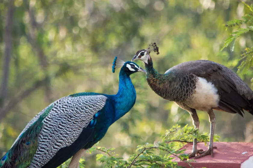 Peacock Power: 10 Astonishing Facts About the Majestic Bird