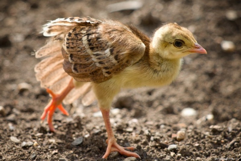 Peacock Power: 10 Astonishing Facts About the Majestic Bird
