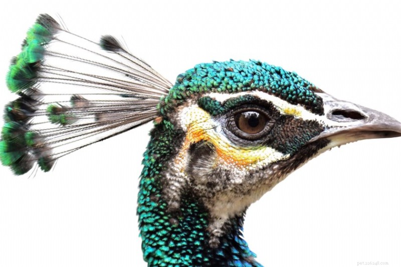 Peacock Power: 10 Astonishing Facts About the Majestic Bird