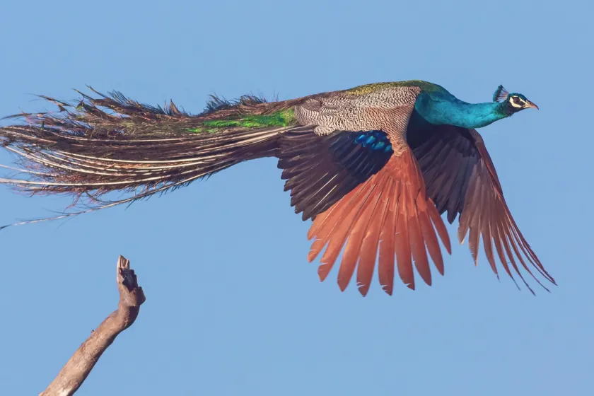 Peacock Power: 10 Astonishing Facts About the Majestic Bird