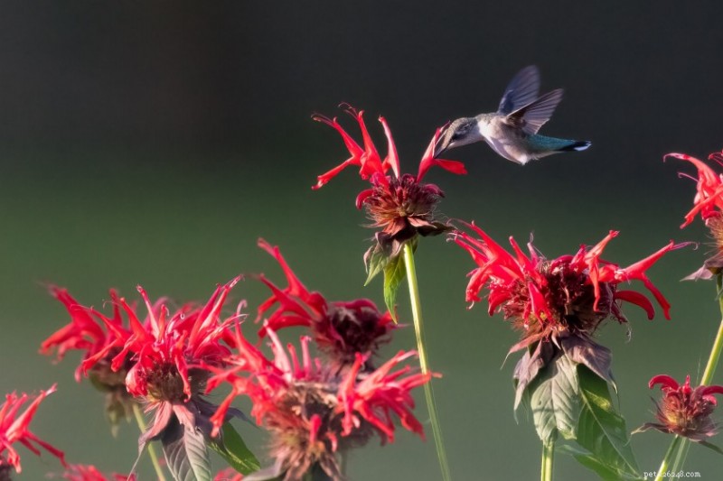 12 Proven Plant Choices to Attract Hummingbirds This Season