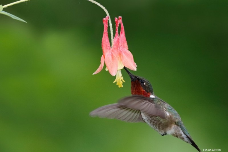 12 Proven Plant Choices to Attract Hummingbirds This Season