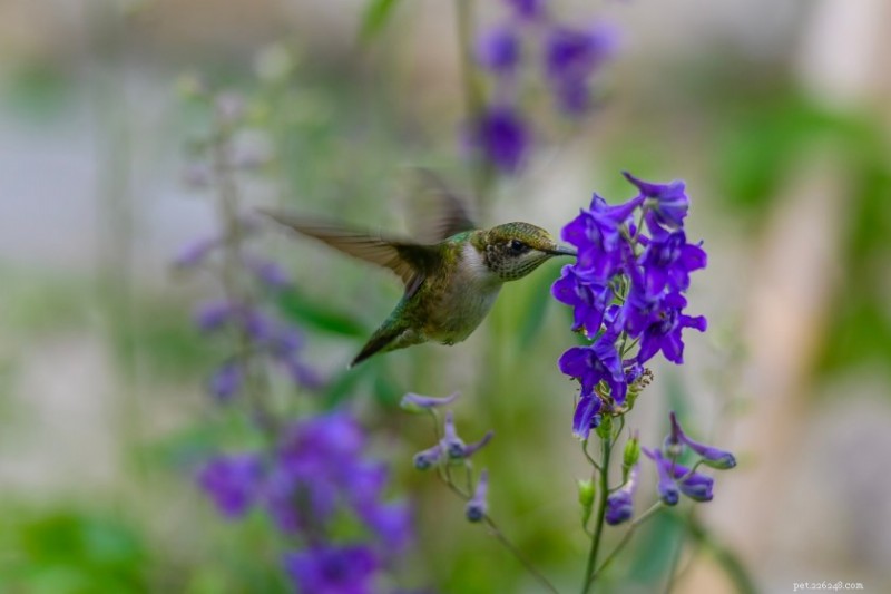 12 Proven Plant Choices to Attract Hummingbirds This Season