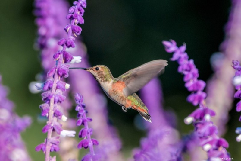 12 Proven Plant Choices to Attract Hummingbirds This Season