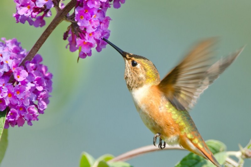 12 Proven Plant Choices to Attract Hummingbirds This Season