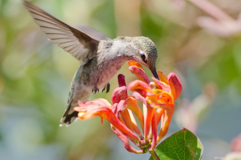 12 Proven Plant Choices to Attract Hummingbirds This Season