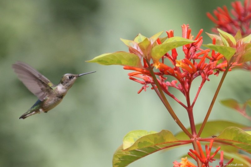 12 Proven Plant Choices to Attract Hummingbirds This Season