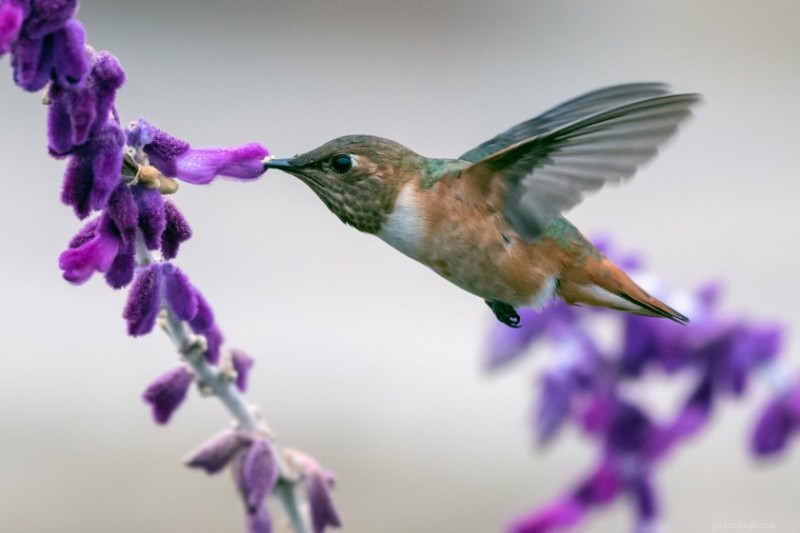 12 Proven Plant Choices to Attract Hummingbirds This Season
