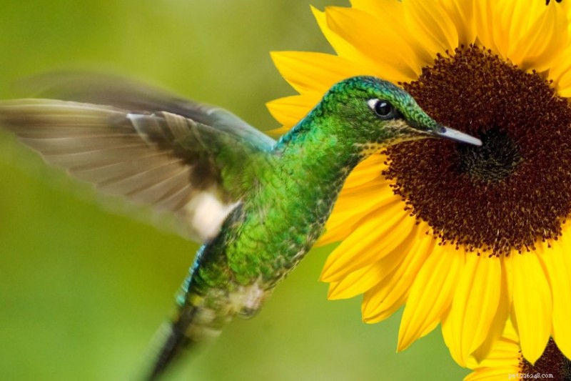 12 Proven Plant Choices to Attract Hummingbirds This Season