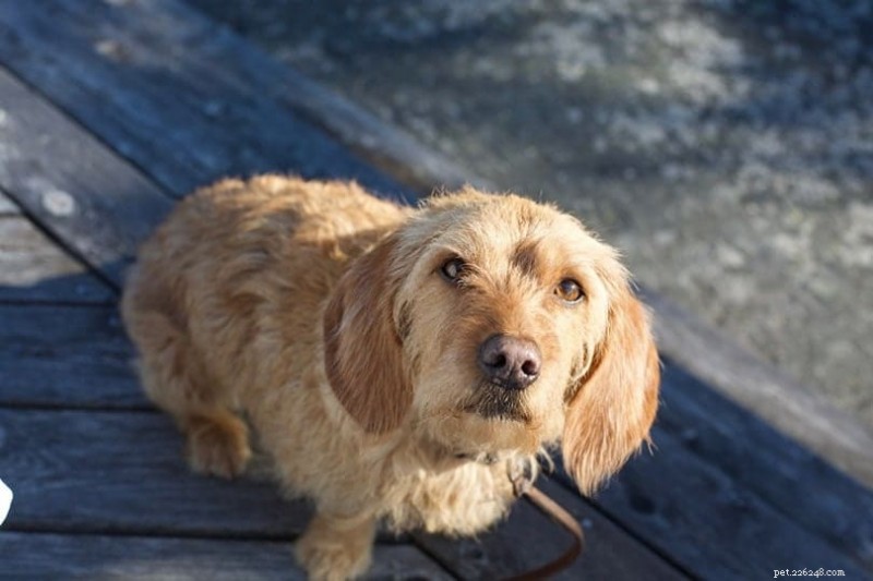 Can Dogs Detect Cancer in Humans? Proven Science and Training Techniques