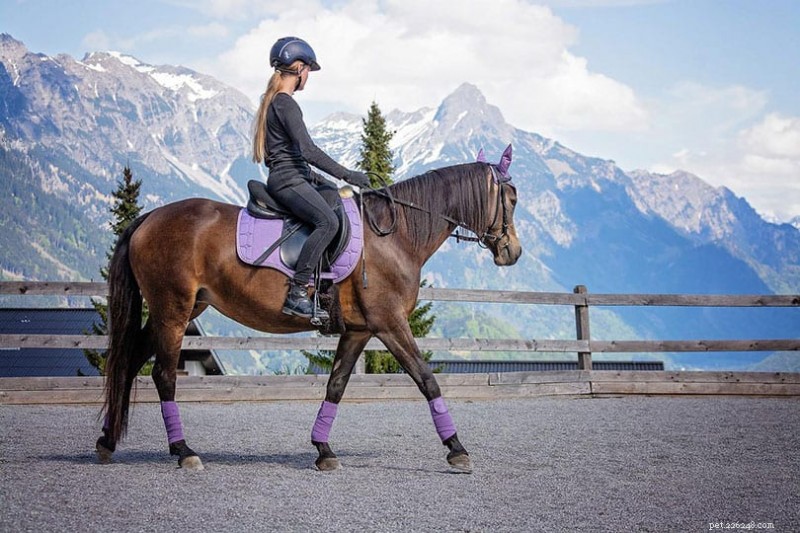 Horses vs. Dogs: Unveiling the Truth About Their Intelligence