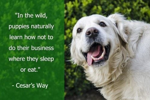 The Ultimate Puppy Training Guide: 101 Expert Tips, Books & Products