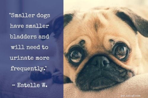 The Ultimate Puppy Training Guide: 101 Expert Tips, Books & Products