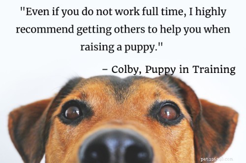 The Ultimate Puppy Training Guide: 101 Expert Tips, Books & Products