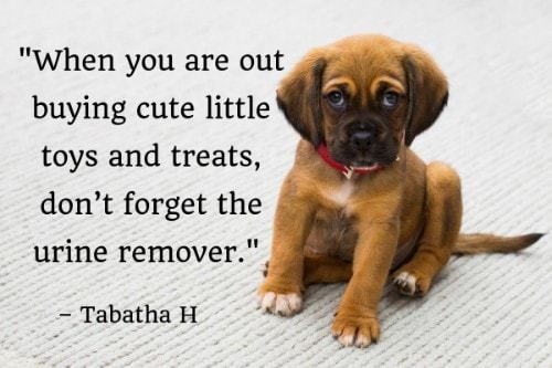 The Ultimate Puppy Training Guide: 101 Expert Tips, Books & Products
