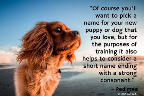 The Ultimate Puppy Training Guide: 101 Expert Tips, Books & Products