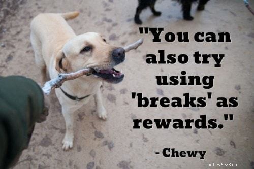 The Ultimate Puppy Training Guide: 101 Expert Tips, Books & Products