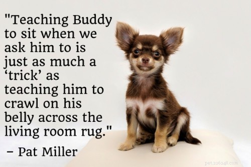 The Ultimate Puppy Training Guide: 101 Expert Tips, Books & Products