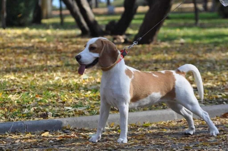 Effective Beagle Puppy Training: Easy, Proven Techniques